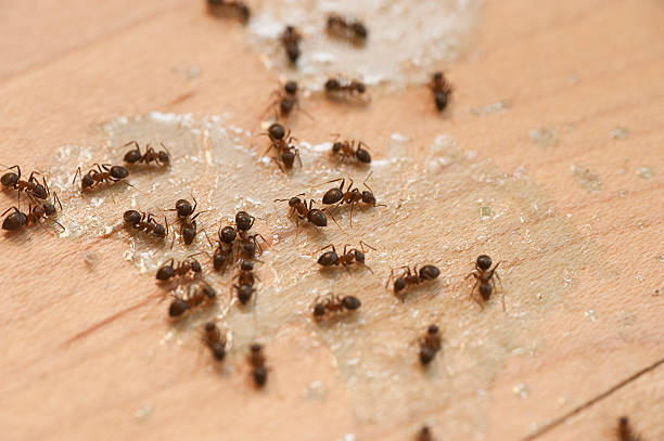Best Pest Control Near Me in Forest Glen, MD